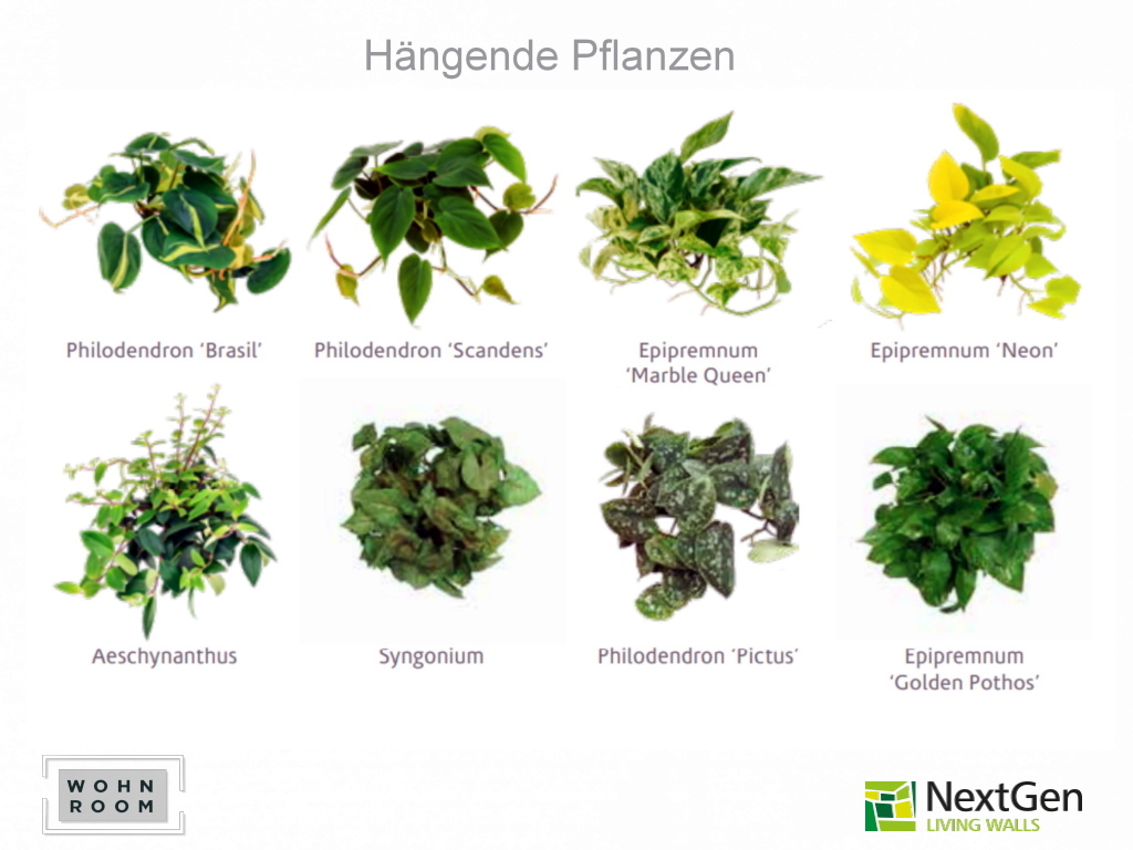 wandverkleidung_pflanzen_nexgen_vertikale-begrünung_wohn-room